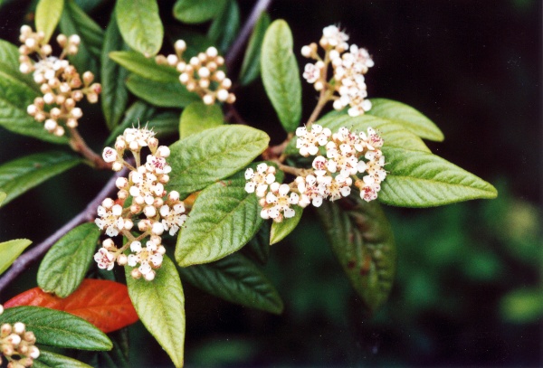 20041100_moutier_rue-des-chenes_cotoneaster_salicifolius_.jpg