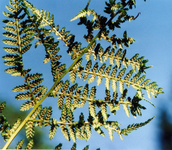 20050700_bonfol_athyrium_filix-femina_02.jpg