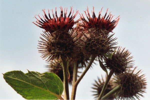 20050717_le-noirmont_la-bouege_arctium_tomentosum_02.jpg