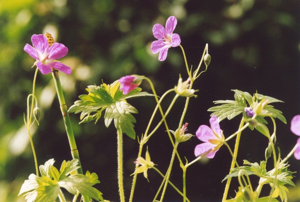 20050721_gorges-de-court_geranium_palustre.jpg