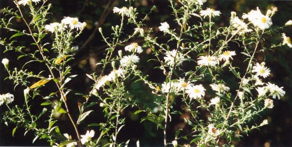 20051000_courrendlin_aster_novi-belgii_01.jpg