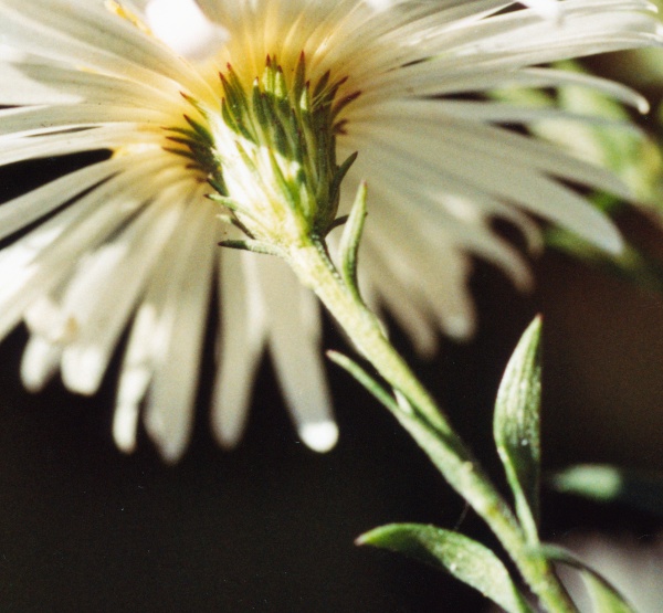 20051000_courrendlin_aster_novi-belgii_02.jpg