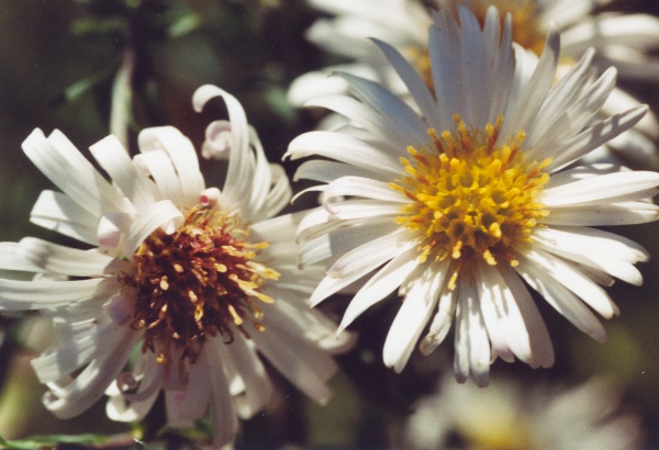 20051000_courrendlin_aster_novi-belgii_03.jpg