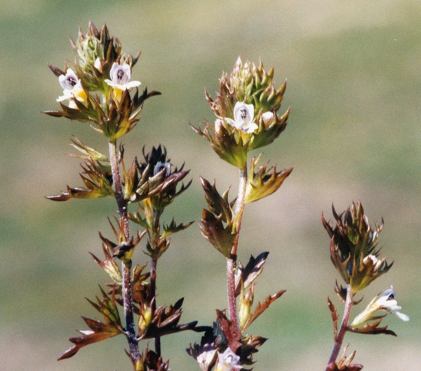 20060521_-_la-dole_euphrasia_salisburgensis.jpg