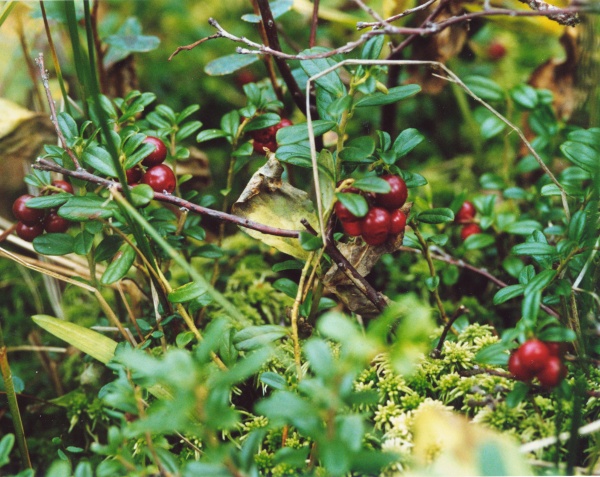 20060900_les-genevez_les-embreux_vaccinium_vitis-idea_02.jpg