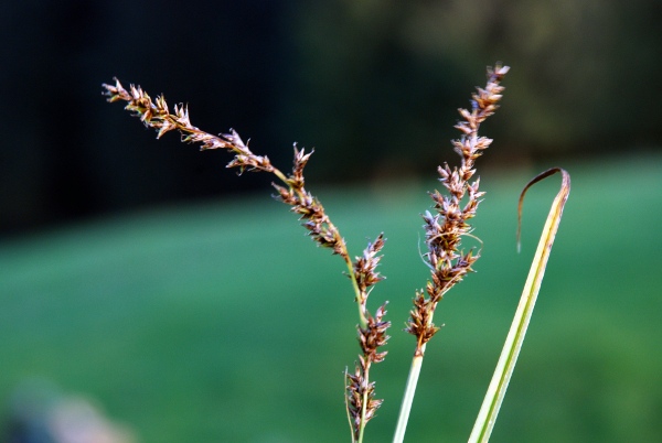 20070615_les-bois_le-canon_carex_elongata.jpg