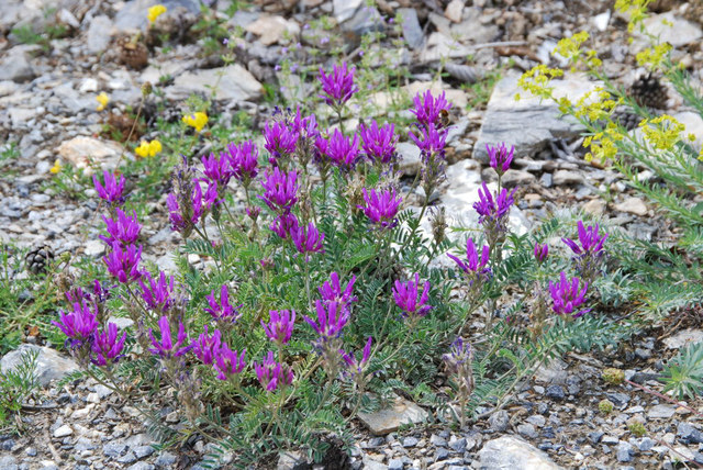 20070626_lens_vs._astragalus_onobrychis_.jpg