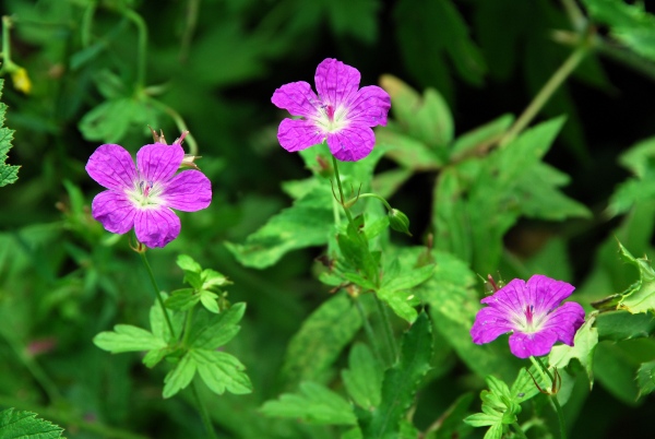 20070725_lamboing_geranium_palustre.jpg