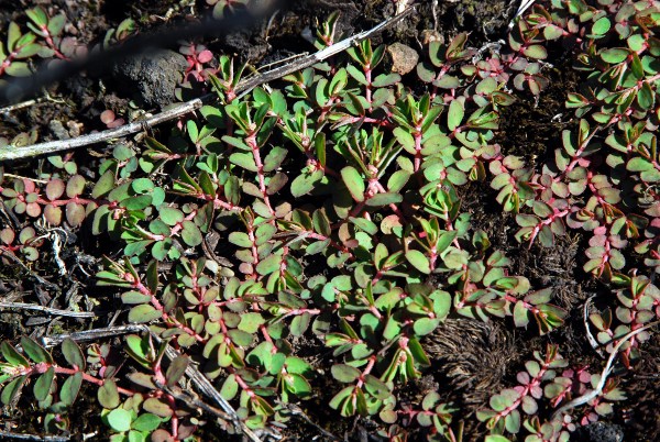 20070801_delemont_la-ballastiere_euphorbia_maculata.jpg