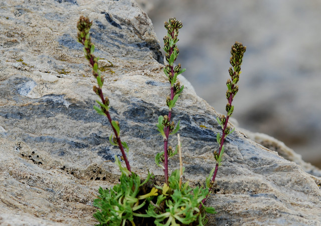 20070807_zermatt-unterrothorn_artemisia_nivalis.jpg