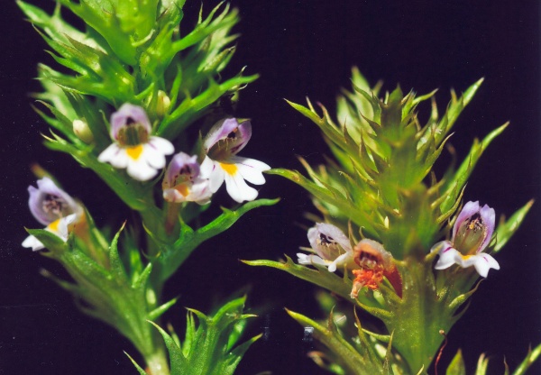 20070823_moutier_la-jean-matthey_euphrasia_salisburgensis_01.jpg