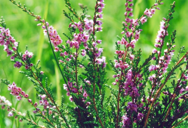 20070826_le-noirmont_creux-de-lepral_calluna_vulgaris.jpg