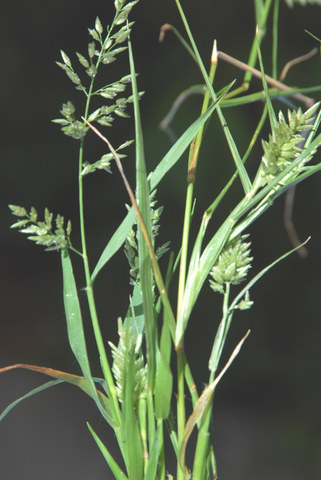 20070911_nidau_eragrostis_cilianensis_01_.jpg