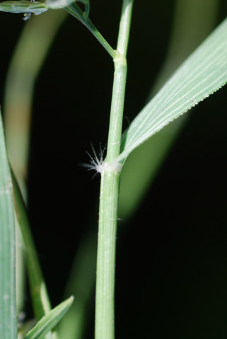 20070911_nidau_eragrostis_cilianensis_02_.jpg