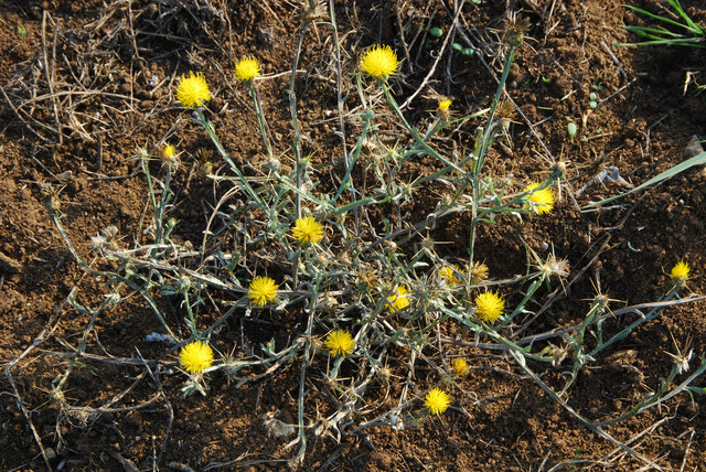 20071011_champrenard-ardeche_centaurea_solstitialis.jpg