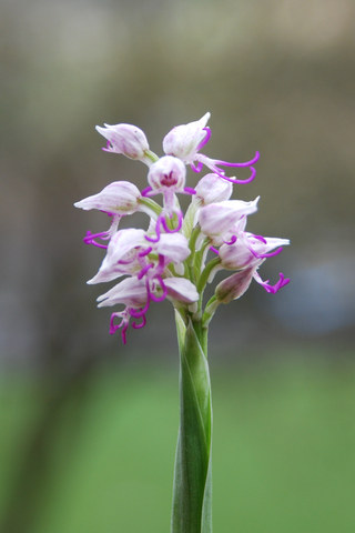 20080415_san_giorgio-ital._orchis_simia_.jpg