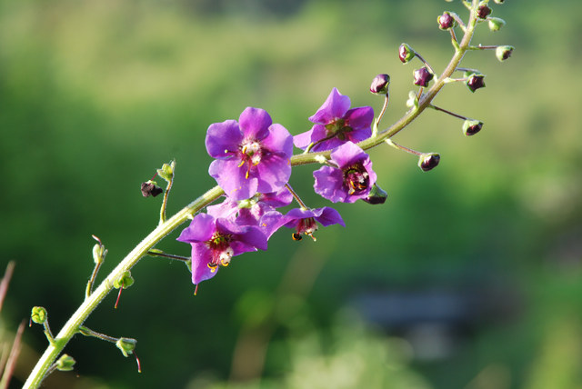 20080504_val_di_suza-italie_verbascum_phoeniceum_.jpg