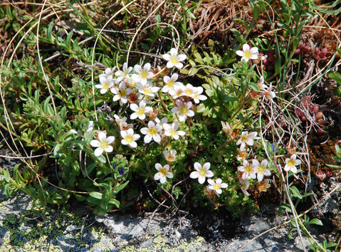 20080511_alesse_VS_saxifraga_e.subsp.moschata_.jpg