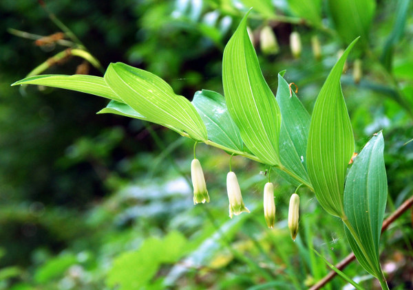 20080530_souboz_les-ecorcheresses_ploygonatum_odoratum.jpg