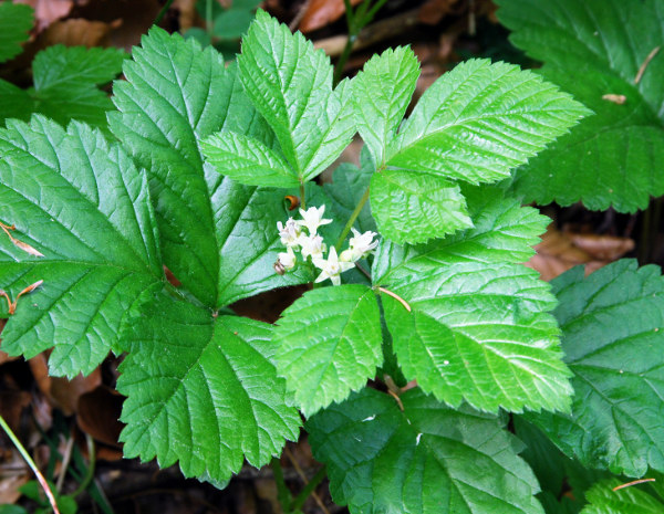 20080530_souboz_les-ecorcheresses_rubus_saxatilis.jpg