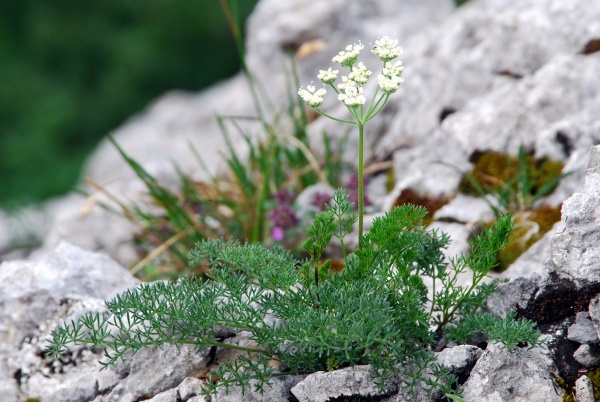 20080603_moutier_la-jean-mathey_athamanta_cretensis.jpg