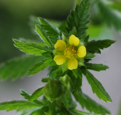 20080608_goldau-gare_potentilla_norvegica_.jpg