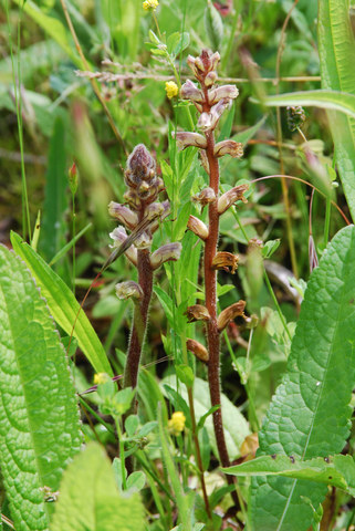 20080613_env.geneve_orobanche_picridis_.jpg