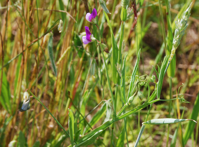 20080613_geneve-satigny_lathyrus_hirsutus_.jpg