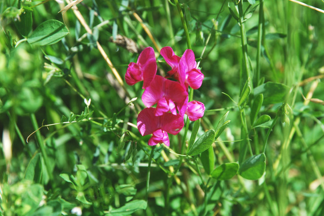 20080613_geneve-satigny_lathyrus_tuberosus_.jpg