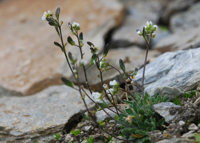 20080614_pierre_avoi_vs_draba_silicosa_.jpg