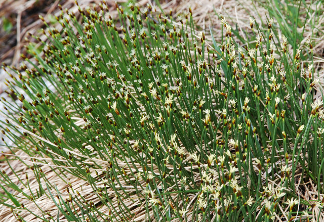 20080615_col_du_gothard_trichophorum_cespitosum_.jpg