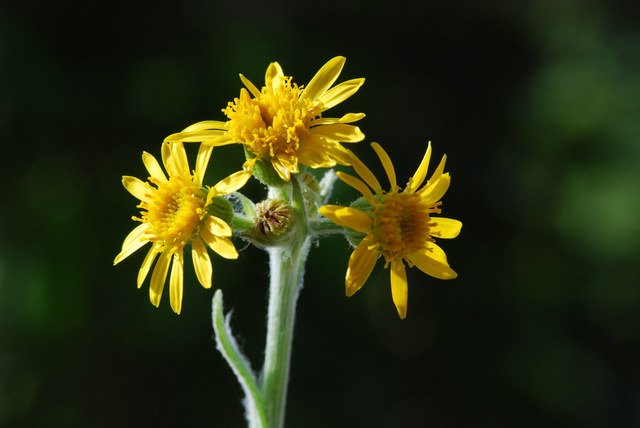 20080620_marchairuz_senecio_integrifolius.jpg