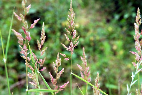 20080709_court_birse_phalaris_arundinacea_02.jpg