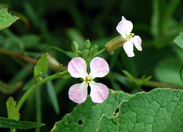 20080718_les-bois_le-peu-claude_raphanus_sativus.jpg