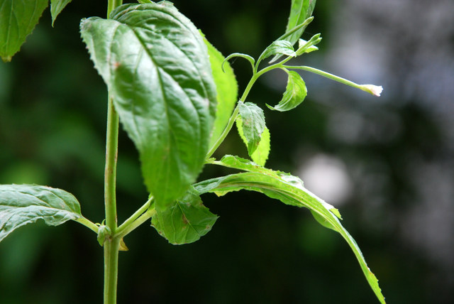 20080721_moutier-r.chantemerle_epilobium_roseum_.jpg