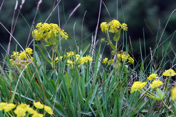 20080723_grenchen_obergrenchenberg_buleurum_ranunculoides-s.str..jpg