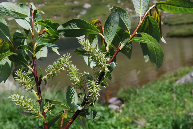 20080727_col_du_gothard_salix_waldsteiniana_.jpg