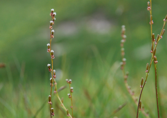 20080728_sanetsch_triglochin_palustris_.jpg