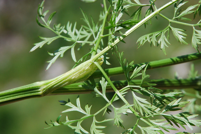 20080729_fully-gr.chavalard_peucedanum_austriacum_02_.jpg