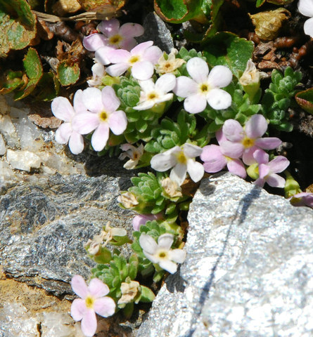 20080729_moiry-barrage_androsace_alpina.jpg