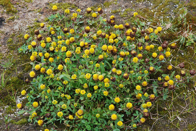 20080729_moiry_trifolium_badium_.jpg