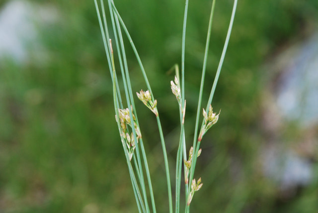 20080730_barrage_demosson_juncus_filiformis_.jpg