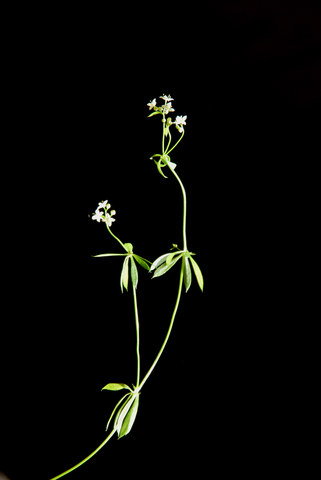 20080730_pralong_vs_galium_triflorum_.jpg