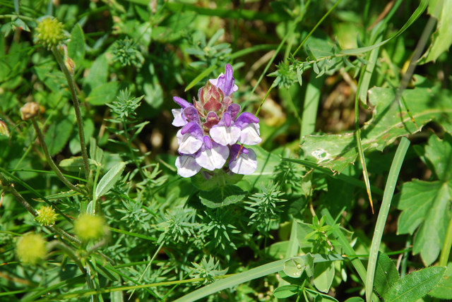 20080731_fully-gr.chavalard_VS_scutellaria_alpina_.jpg