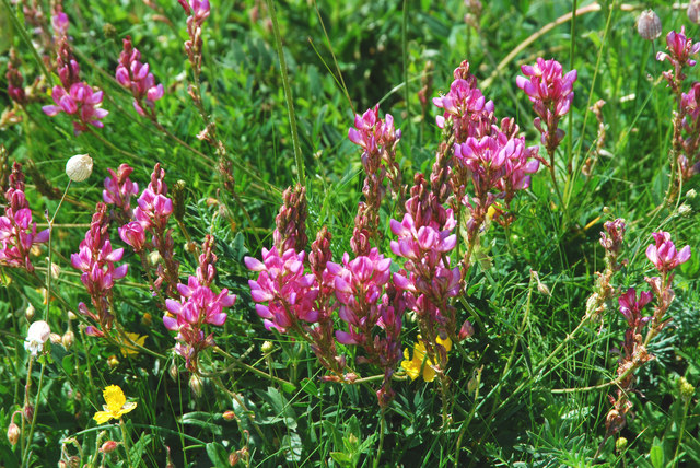 20080731_fully-gr.chavalard_onobrychis_montana_.jpg