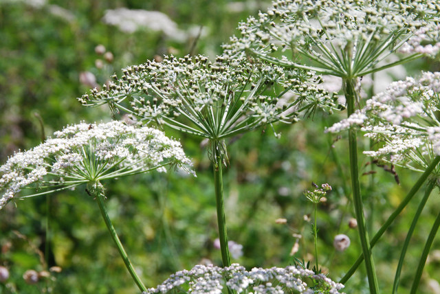 20080731_fully-gr.chavalard_peucedanum_austriacum_01_.jpg