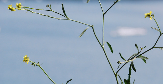 20080816_chavannes-vignes_hirschfeldia_incana-01_.jpg