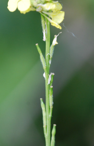 20080816_chavannes-vignes_hirschfeldia_incana-02_.jpg