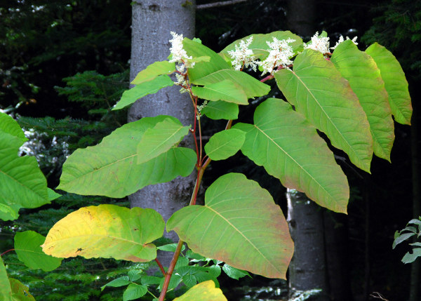 20080823_pleigne_le-truchet_reynoutria_sachalinensis.jpg