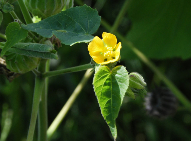 20080907_vionnaz_abutilon_theophrasti_01.jpg